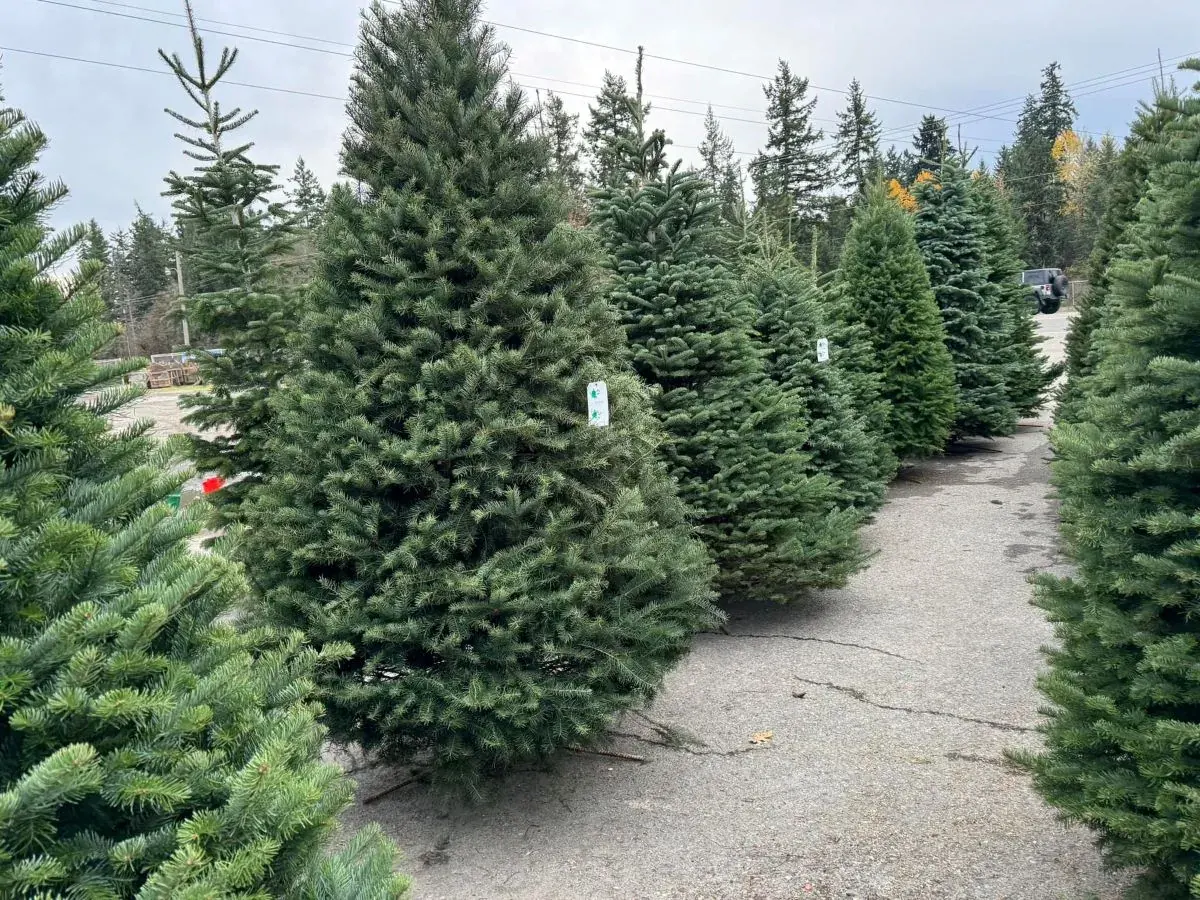 Christmas Tree Season at G&L Bark Supply: Your Guide to Local Holiday Cheer