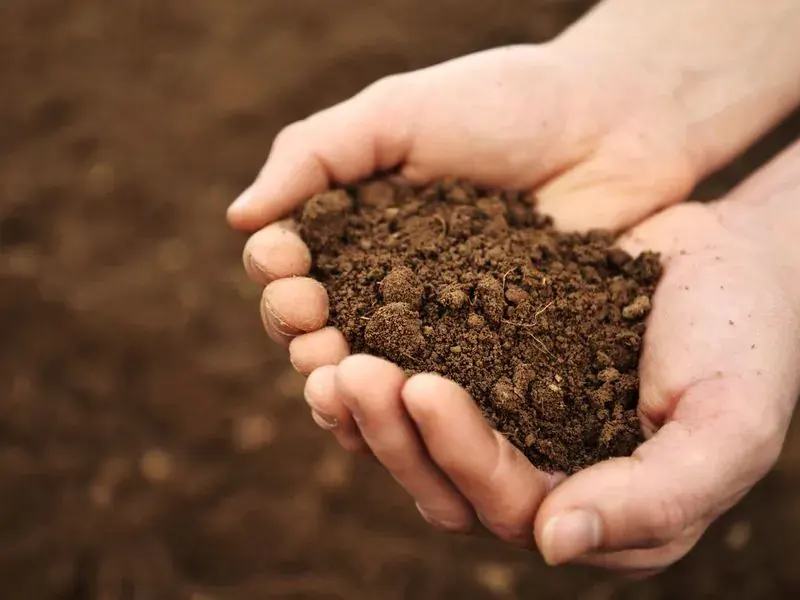 Compost 101: Everything You Need to Know About Composting