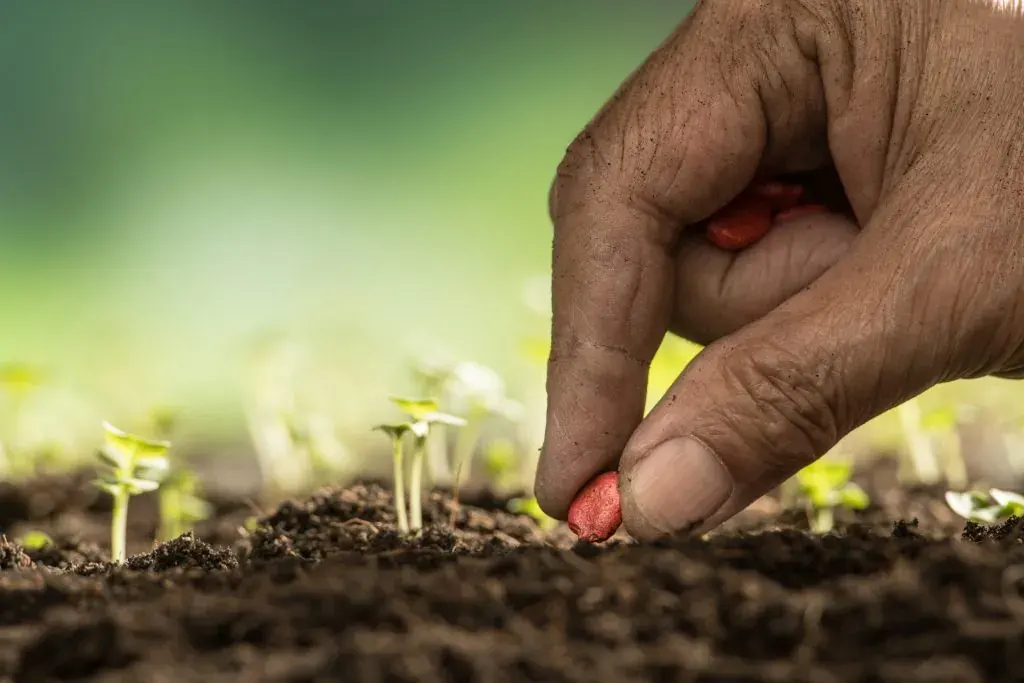 Planting for Spring: 5 Seeds to Sow and How to Use Mulch and Bark for Optimal Growth